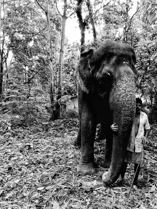 Orphaned elephant with friend